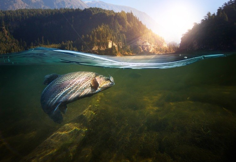 Common Fishing Myths Debunked