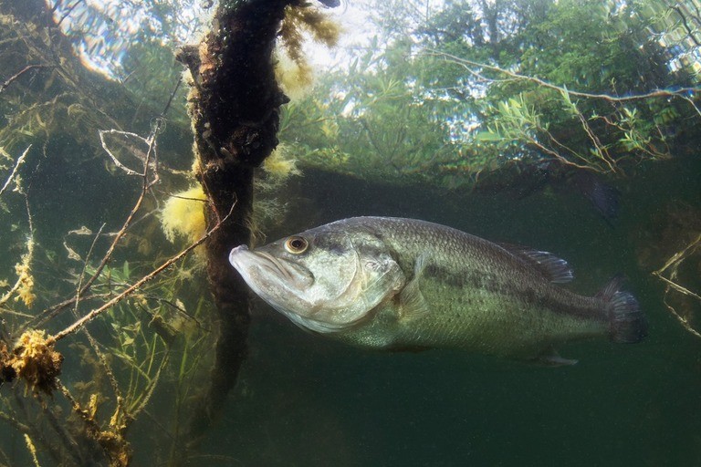 Common Fishing Myths Debunked
