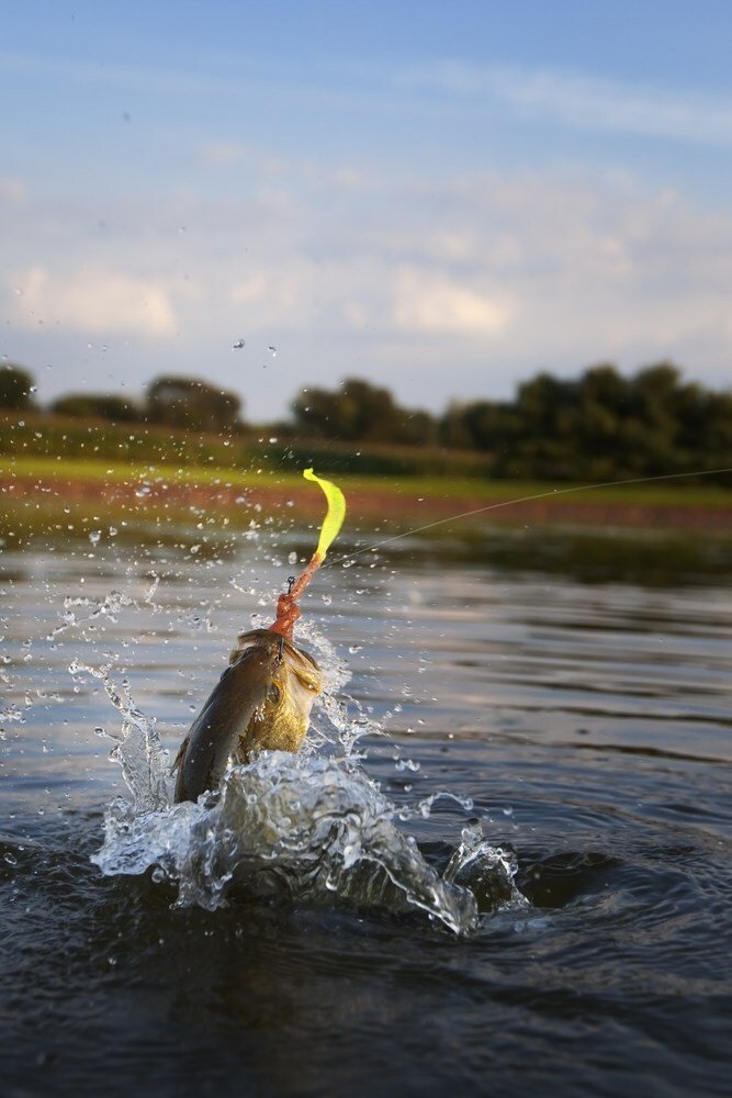 Common Fishing Myths Debunked