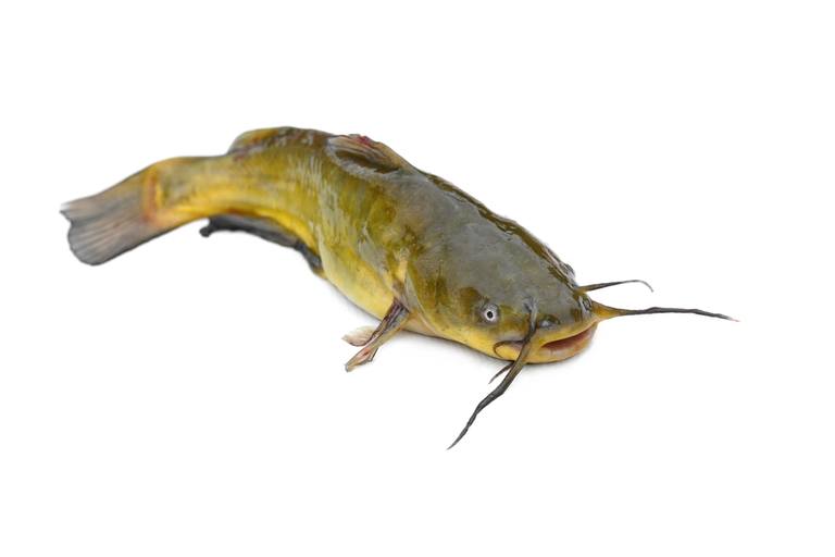 Common Fishing Myths Debunked