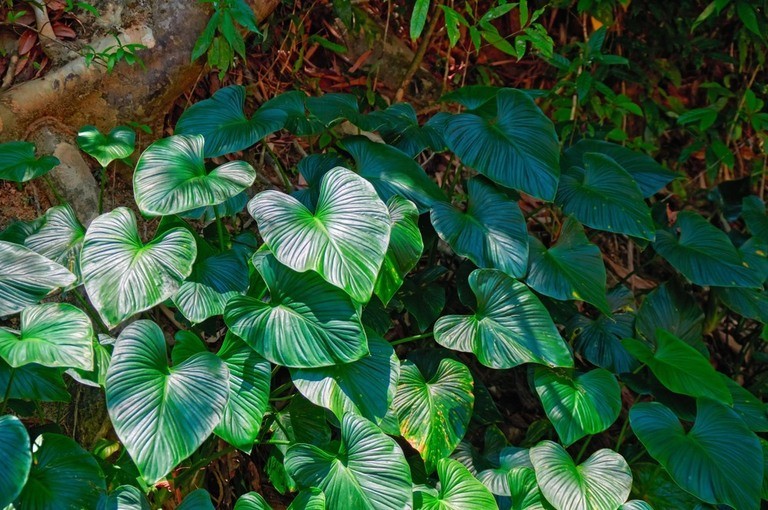 How To Poop In The Woods Without Toilet Paper?