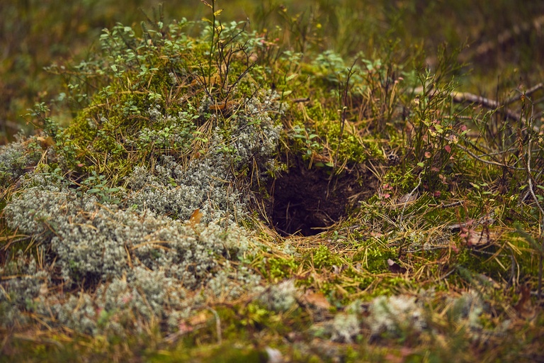 How To Poop In The Woods Without Toilet Paper?