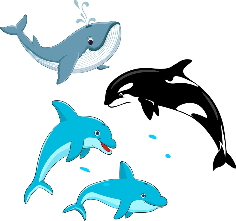 Tips For Taking Great Whale And Dolphin Photos