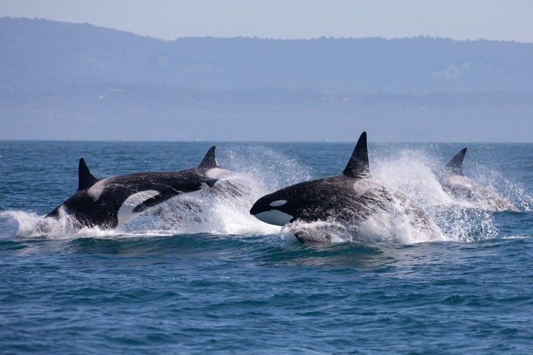 Tips For Taking Great Whale And Dolphin Photos