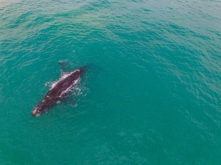 Best Places to Go Swimming With Whales