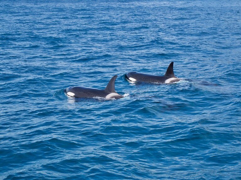 Best Places to Go Swimming With Whales