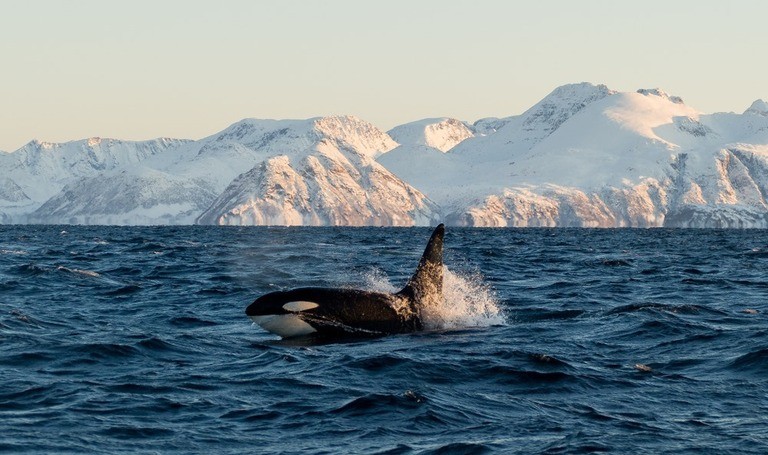 Best Places to Go Swimming With Whales