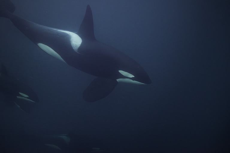 Best Places to Go Swimming With Whales