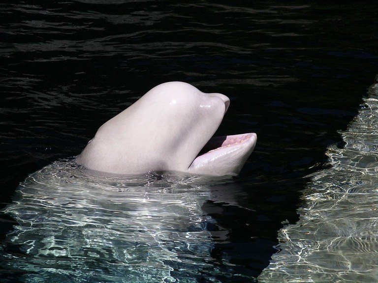 Best Places to Go Swimming With Whales