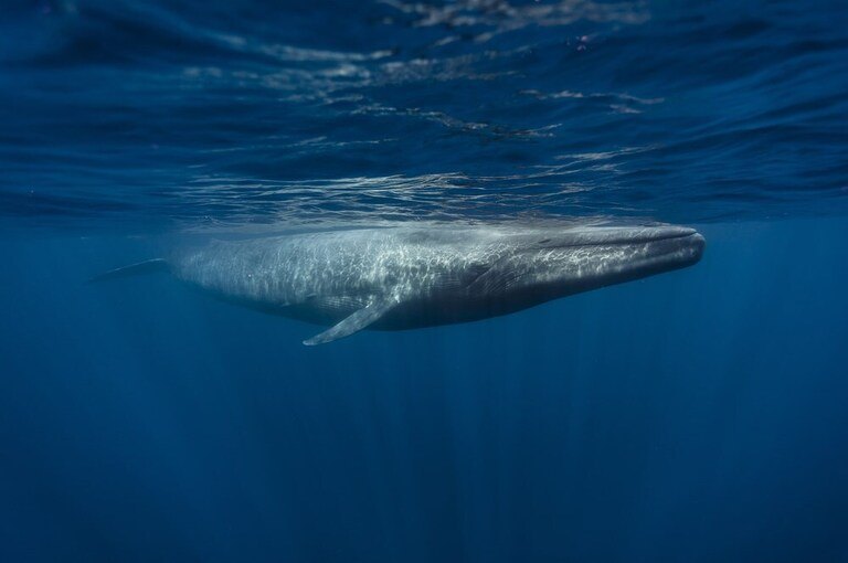 Best Places to Go Swimming With Whales