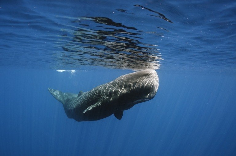Best Places to Go Swimming With Whales