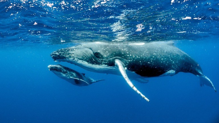 Best Places to Go Swimming With Whales