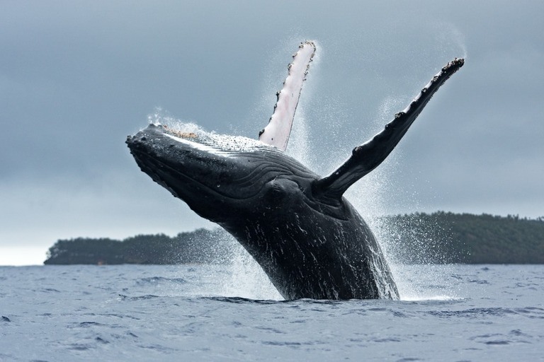 Best Places to Go Swimming With Whales