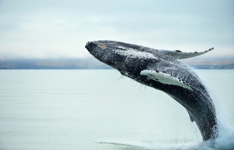 Best Places to Go Swimming With Whales