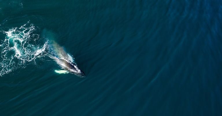 Best Places to Go Swimming With Whales