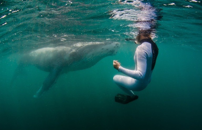 Best Places to Go Swimming With Whales