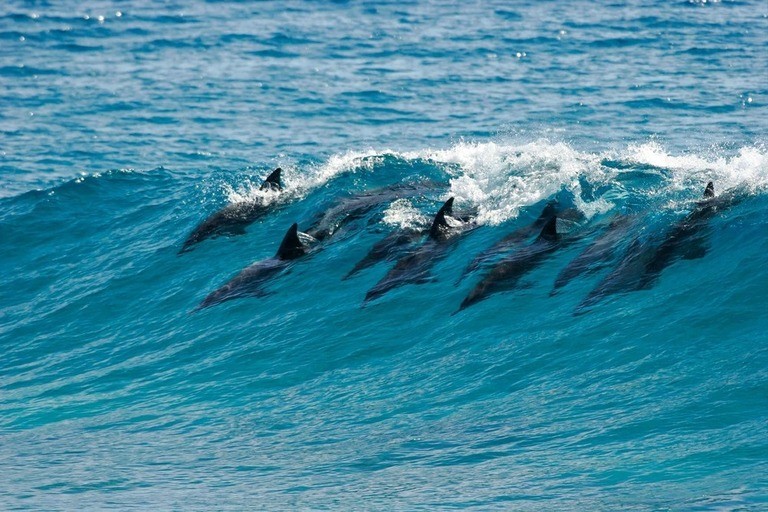 Best Places to Go Swimming With Whales