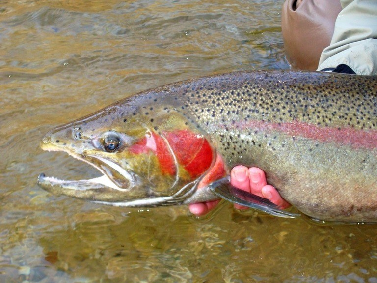 Best Fly Fishing Destinations in America for Trout