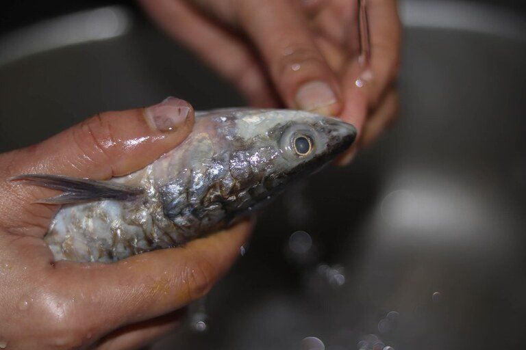 How To Clean A Fish After Catching It?