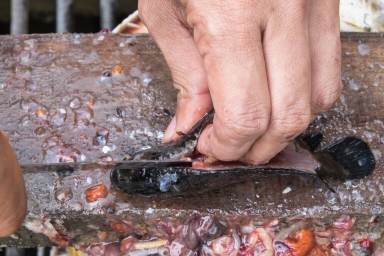 How To Clean A Fish After Catching It?