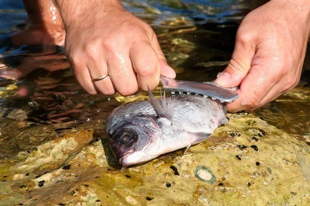 How To Clean A Fish After Catching It?