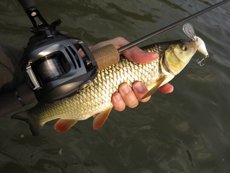 When to Use A Spinning Vs Baitcasting Rod, Explained?