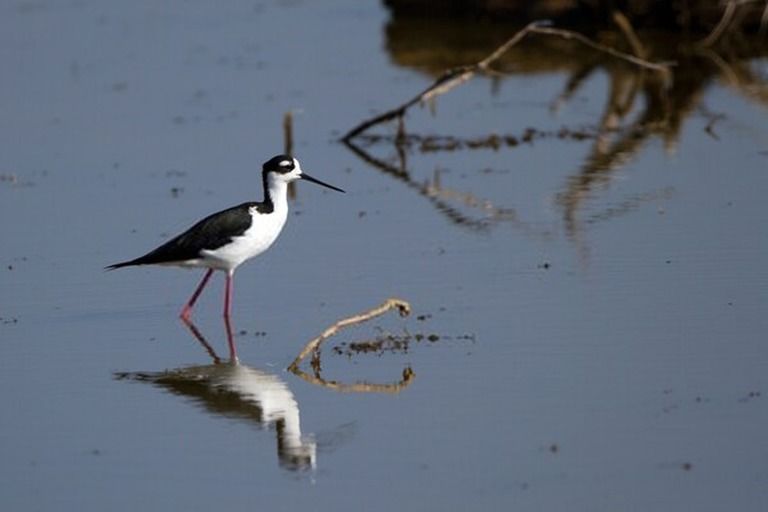9 Best Bird Watching Places In USA in 2026