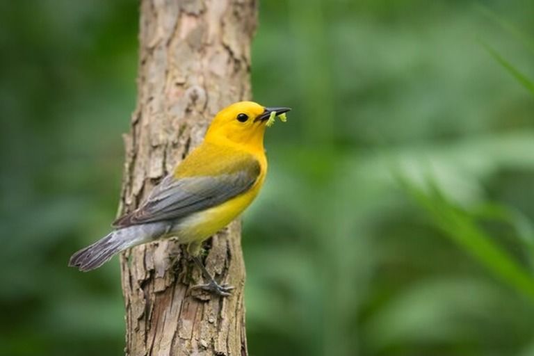 9 Best Bird Watching Places In USA in 2026