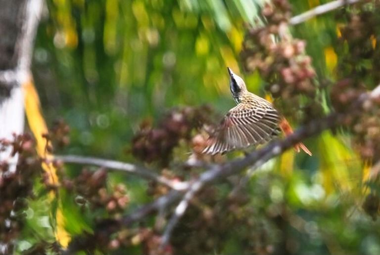 9 Best Bird Watching Places In USA in 2026 9 Best Bird Watching Places In USA in 2026