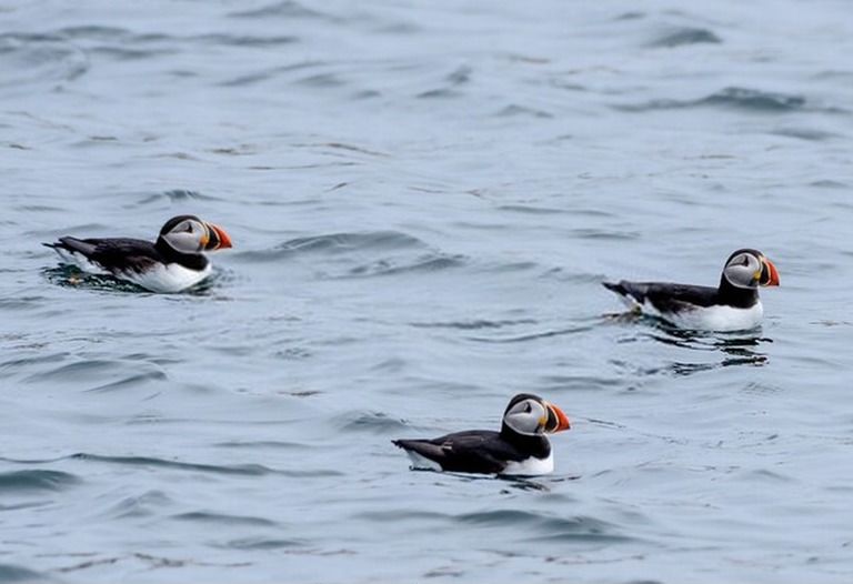 9 Best Bird Watching Places In USA in 2026 9 Best Bird Watching Places In USA in 2026