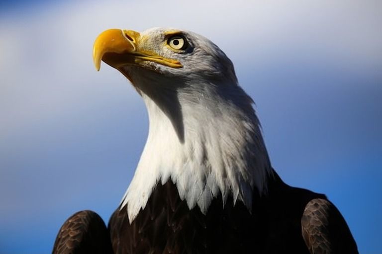 9 Best Bird Watching Places In USA in 2026 9 Best Bird Watching Places In USA in 2026