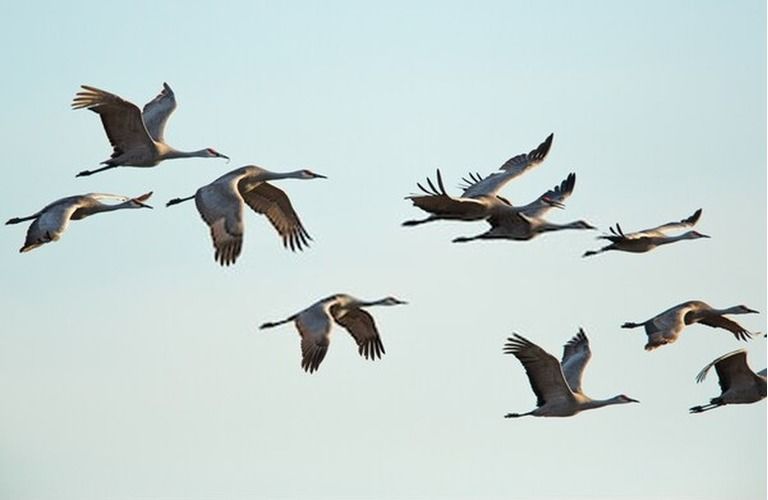 9 Best Bird Watching Places In USA in 2026
