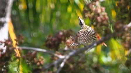 9 Best Bird Watching Places In USA in 2026