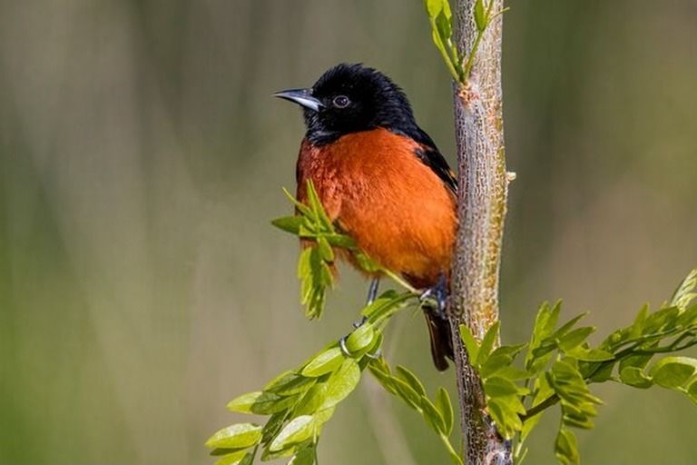 9 Best Bird Watching Places In USA in 2026 9 Best Bird Watching Places In USA in 2026