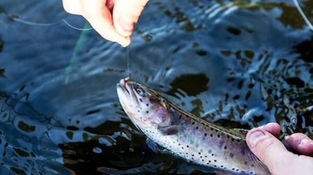 Best Fishing Line For Trout of 2026: Top 9 Picks