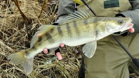 Best Fishing Line For Walleye of 2026: Top 12 Picks Best Fishing Line For Walleye of 2026: Top 12 Picks