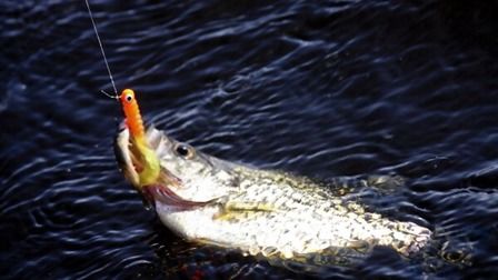 Best Fishing Line For Crappie of 2026: Top 12 Picks Best Fishing Line For Crappie of 2026: Top 12 Picks