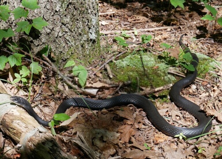 How Do You Protect Yourself Against Snakes When Hiking?