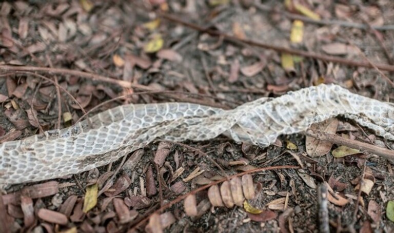 How Do You Protect Yourself Against Snakes When Hiking?