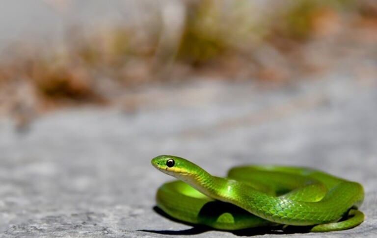 How Do You Protect Yourself Against Snakes When Hiking?
