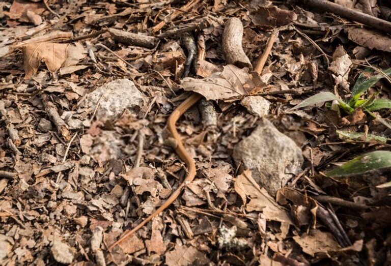 How Do You Protect Yourself Against Snakes When Hiking?