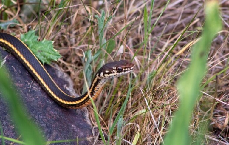 How Do You Protect Yourself Against Snakes When Hiking?