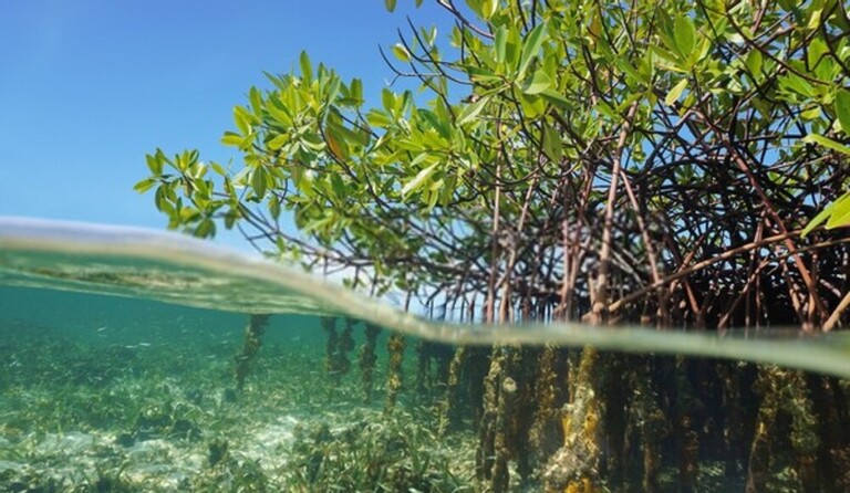 How To Fish With Soft Plastics In Saltwater?