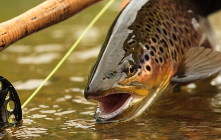 How To Fish With Soft Plastics In Saltwater?