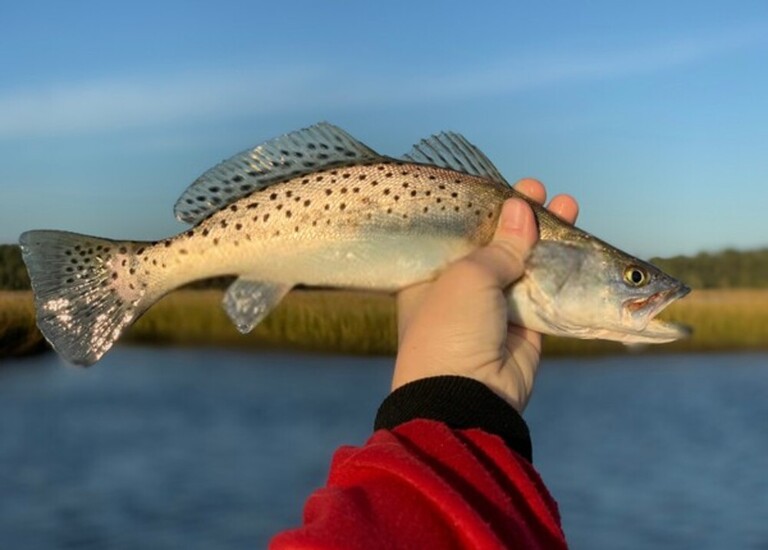 How To Fish With Soft Plastics In Saltwater?