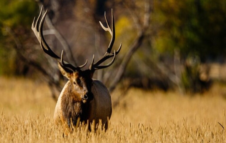 Elk Hunting Mistakes To Avoid