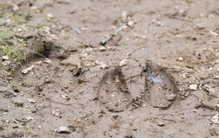 Elk Hunting Mistakes To Avoid