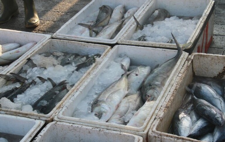 Best Way To Keep Fish Fresh After Catching