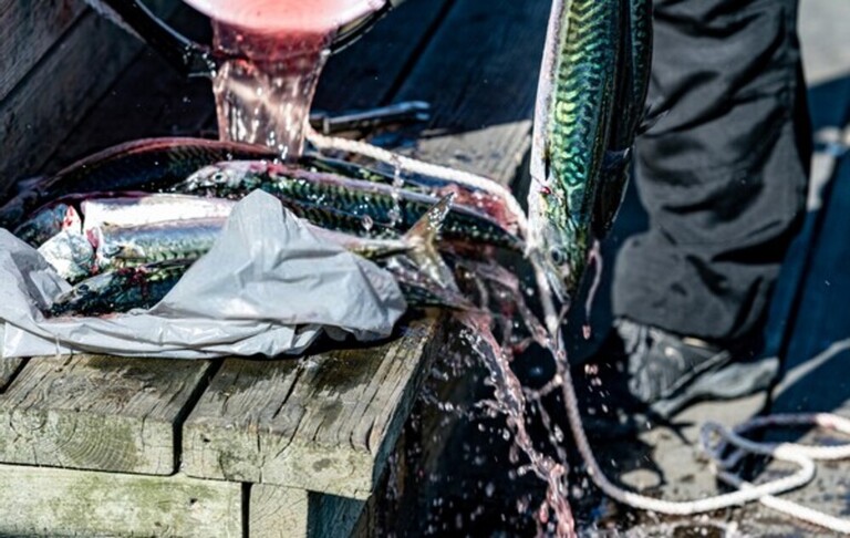 Best Way To Keep Fish Fresh After Catching
