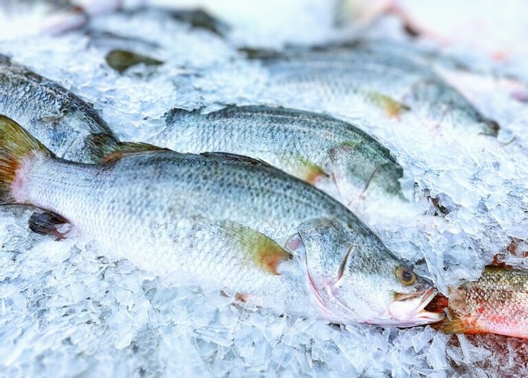 Best Way To Keep Fish Fresh After Catching